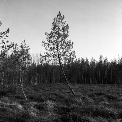 Suolla, 2019. Hasselblad, Kodak TMY 400.